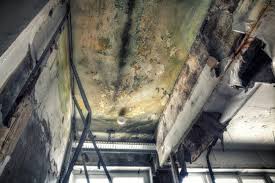 Best Attic Mold Removal  in Oak View, CA